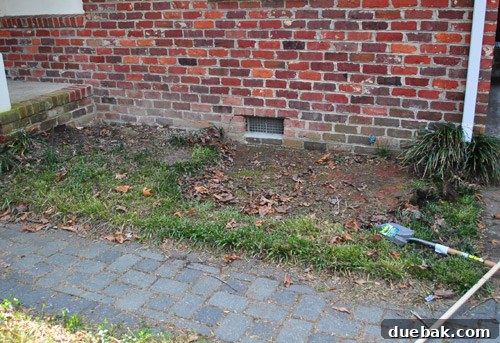 Cultivating Variegated Dwarf Pieris Japonica 16 Before photo of the cleared garden bed, illustrating the starting point of the makeover