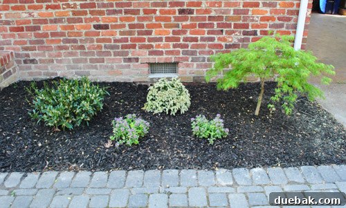 Cultivating Variegated Dwarf Pieris Japonica 17 After photo of the newly planted and mulched garden bed, showcasing the transformation