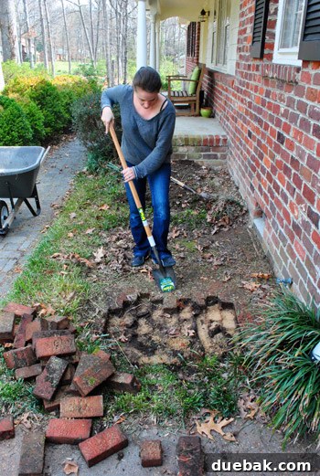 Cultivating Variegated Dwarf Pieris Japonica 4 Sherry digging up the bricks from the garden bed, showcasing the manual labor involved