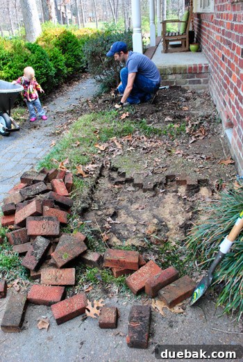 Cultivating Variegated Dwarf Pieris Japonica 5 John digging up tough liriope plants next to the porch