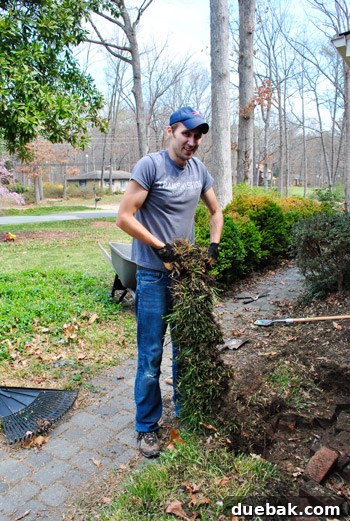Cultivating Variegated Dwarf Pieris Japonica 6 Tangled roots of liriope dug up in a strip, demonstrating its invasive nature