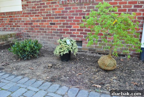 Cultivating Variegated Dwarf Pieris Japonica 9 Newly planted Viridis Laceleaf Maple and Dwarf Pieris Japonica Variagated in the transformed garden