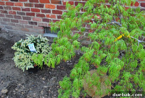 Cultivating Variegated Dwarf Pieris Japonica 10 Close-up of the Dwarf Pieris Japonica Variagated with delicate white flowers