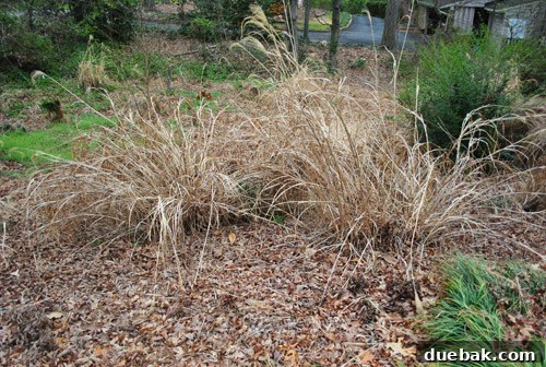 Overgrown wild grasses in side yard before landscaping project