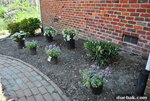 Collection of new plants, including Garden Variegated Dead Nettle and Dwarf Pieris Japonica, ready for planting