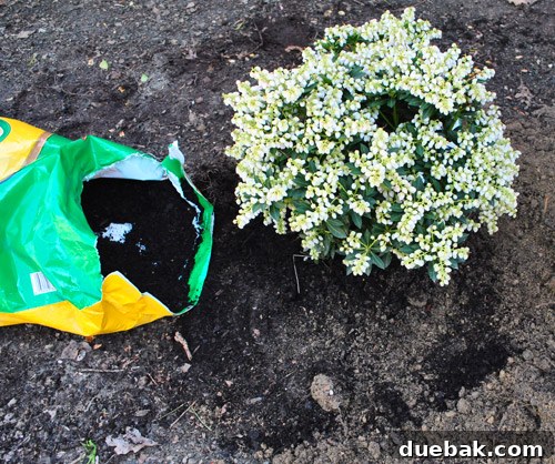 A plant being carefully placed into a prepared hole in the garden bed