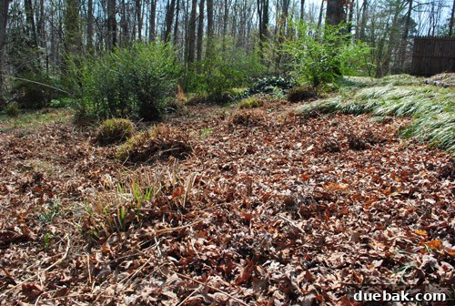 Cut back wild grasses in side yard after initial clearing