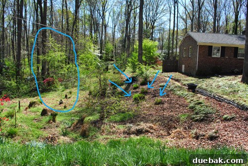 Side yard view from street with newly cut grasses and marked spot for new tree