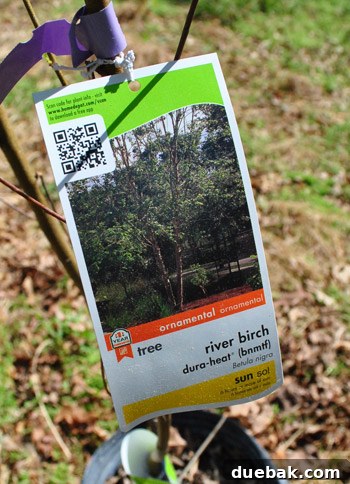 Close-up of a young River Birch tree purchased for planting