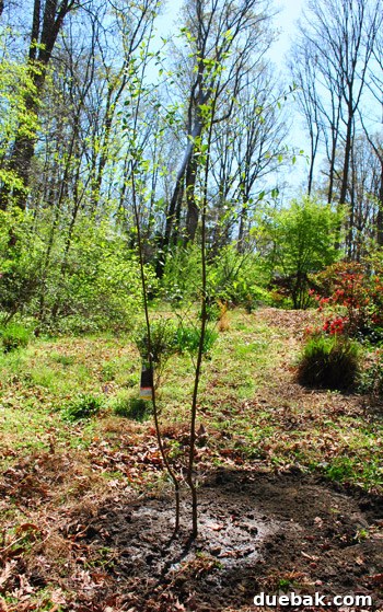 Newly planted River Birch tree in the moist side yard