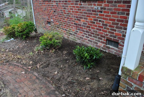 Newly planted Otto Luyken Laurel shrub in the front garden bed