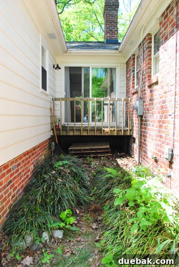 Before removing liriope, showing dense ground cover