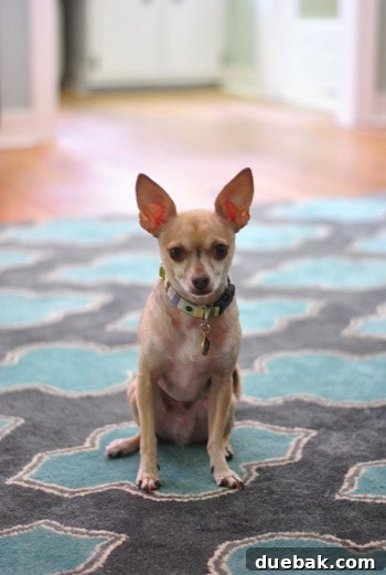 Our dog, Burger, comfortably lounging on the new patterned rug, showcasing its plush texture.