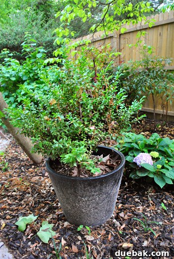 Old black planters containing hearty boxwood shrubs, indicating their long-standing presence and resilience.