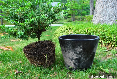 A boxwood being carefully extracted from its old black planter, showing the roots and soil.