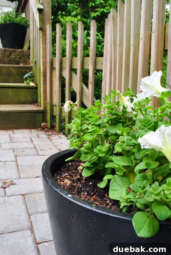 Close-up of white petunias in a black planter, providing a touch of color to the patio.