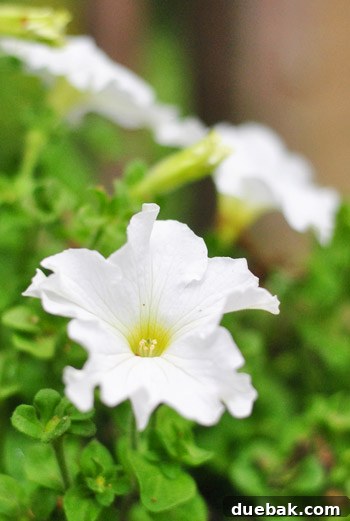 A final beautiful, dreamy soft-focus shot of blooming flowers in the revitalized garden.