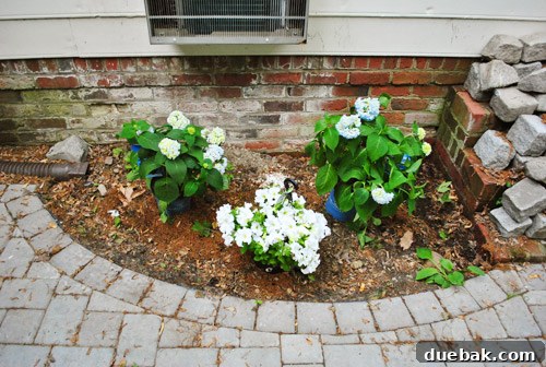 Newly planted hydrangeas and petunias in the formerly empty spot, with fresh mulch, starting to fill the space.