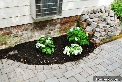 Hydrangeas growing and filling out, showing significant progress a few weeks after planting, adding fullness to the patio.