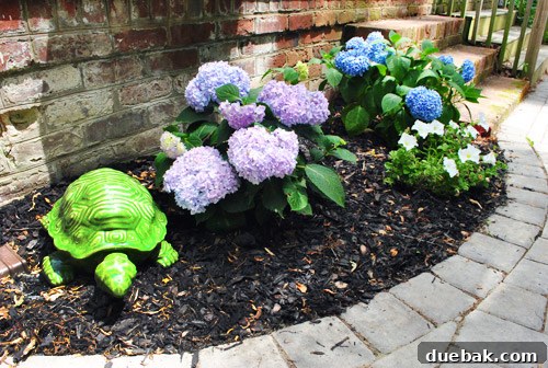 Close-up of fully bloomed hydrangeas, showcasing their vibrant colors and lush foliage, completing the patio transformation.