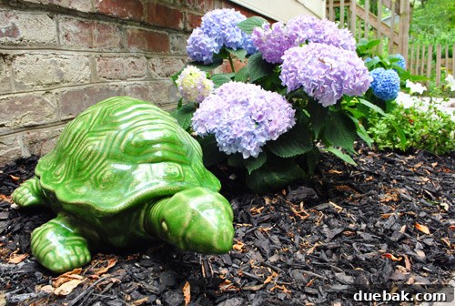 The new ceramic turtle statue sitting among the vibrant, blooming hydrangeas on the patio.