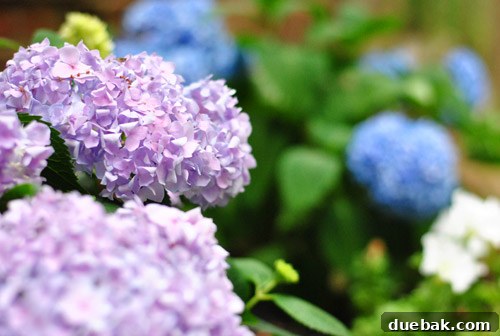 Close-up of a blue and purple hydrangea bloom, highlighting the color variation in the plant.