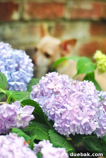 Soft-focus shot of hydrangeas with Burger the dog blurred in the background, adding a playful touch.