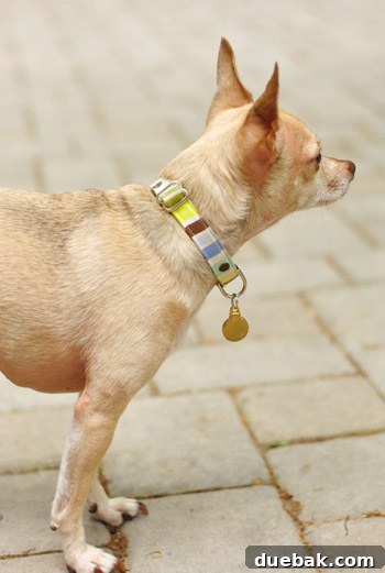 Burger the dog looking intently at the ground, likely at a lizard, on the brick steps.
