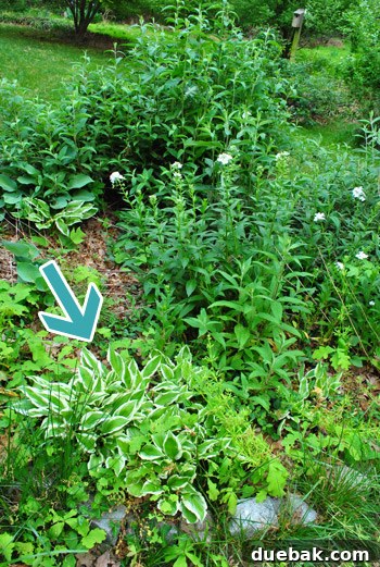 Front Yard Transformation Journey 2 Hosta plant being dug up from a crowded backyard bed.