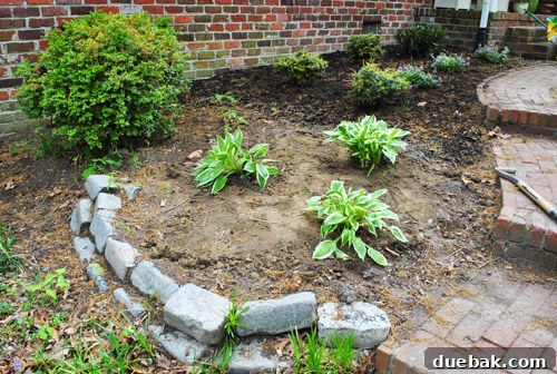 Front Yard Transformation Journey 12 Hostas newly planted in the front garden bed.