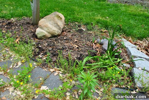 Front Yard Transformation Journey 4 Close-up of the weedy mailbox area with a fallen squirrel statue.