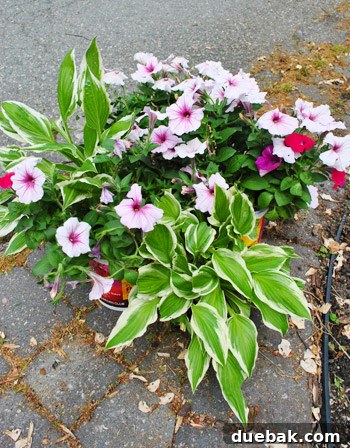 Front Yard Transformation Journey 7 Petunias and hostas laid out for planting in the mailbox bed.