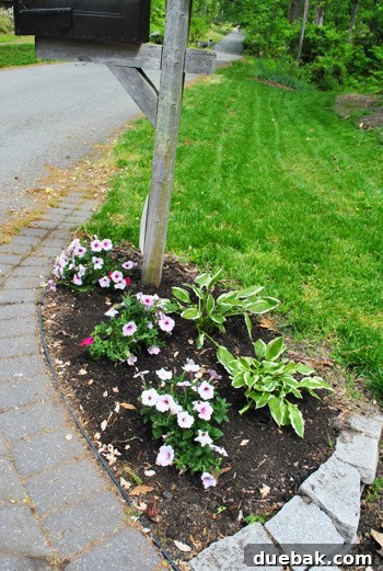 Front Yard Transformation Journey 8 Newly planted mailbox garden bed with petunias and hostas.