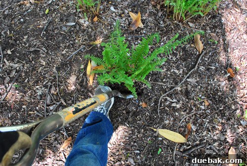 Repairing Bare Spots In Your Lawn With Seed 13 Cleared area under the magnolia tree with ferns removed