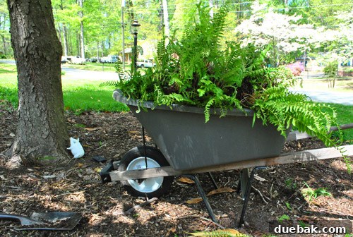 Repairing Bare Spots In Your Lawn With Seed 14 A wheelbarrow full of removed ferns with a ceramic pig figurine in the background