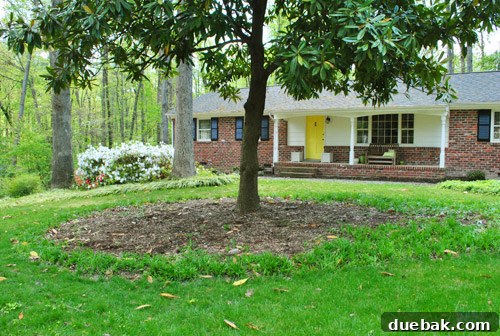 Repairing Bare Spots In Your Lawn With Seed 15 Bare dirt circle under the magnolia tree after fern removal