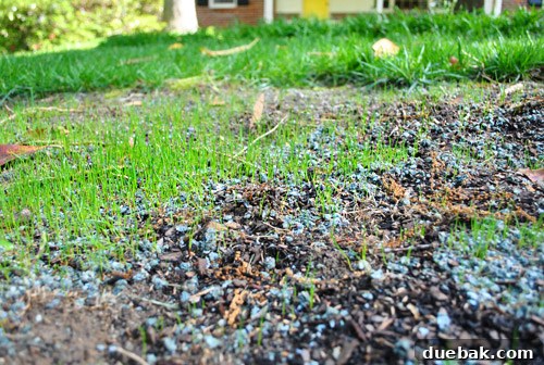 Repairing Bare Spots In Your Lawn With Seed 16 First delicate blades of grass sprouting after 10 days