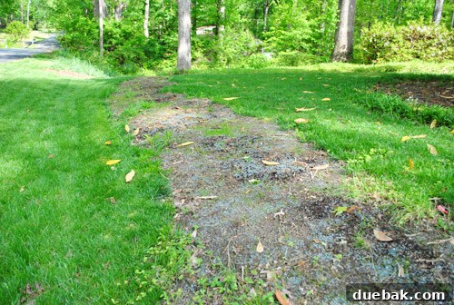 Repairing Bare Spots In Your Lawn With Seed 17 Distant view of the lawn area showing a subtle green tint of new grass after ten days
