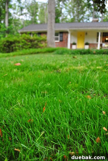 Repairing Bare Spots In Your Lawn With Seed 21 Freshly mowed lawn, showing clear wheel lines and simplified layout
