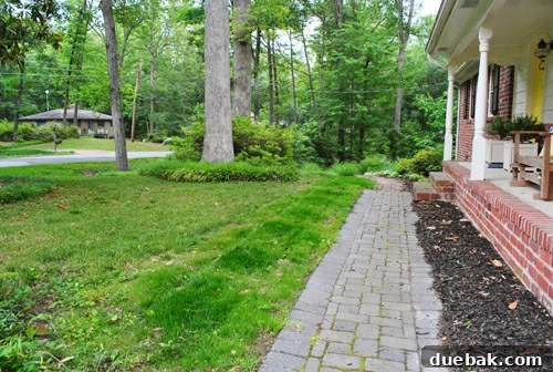 Repairing Bare Spots In Your Lawn With Seed 22 Newly seeded grass strip near the house, showing some areas of sparser growth