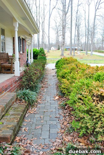 Repairing Bare Spots In Your Lawn With Seed 24 A closer look at the new grass, emphasizing the progress and potential for further improvement