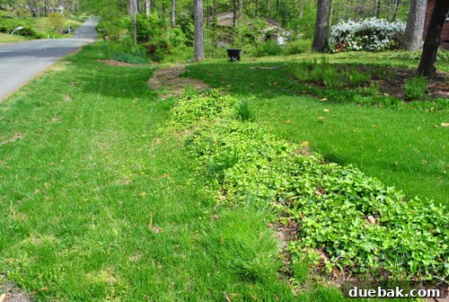 Repairing Bare Spots In Your Lawn With Seed 6 Strip of dirt and ivy where a 'bush fence' used to be