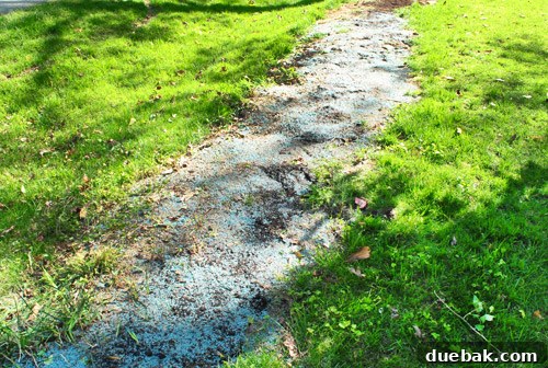 Repairing Bare Spots In Your Lawn With Seed 10 Hand-tossing grass seed onto a prepared soil strip