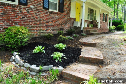 Front planting bed showing new hostas and greenery