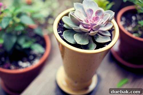 House Crashing: Kelly's Outdoor Escape Revealed 10 Close-up of a small, charming succulent plant in a decorative pot