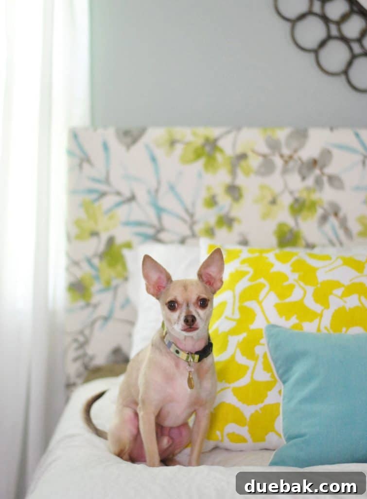 Tan chihuahua sitting on bed in front of floral upholstered DIY headboard, adding a personal touch