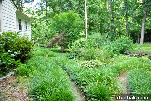 Before photo of backyard showing smaller planting bed