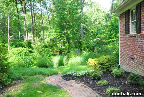 Current view of the side lot, showcasing wild grasses