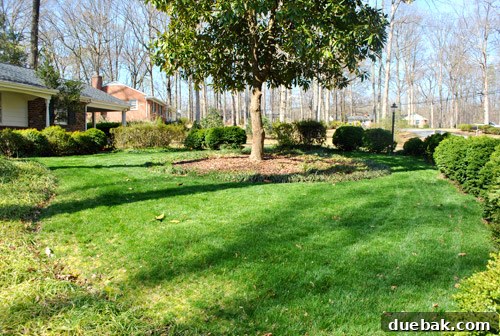 Before photo of the front yard corner with a dense bush fence