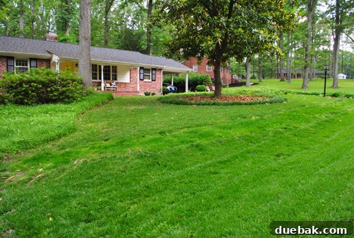 After photo of the front yard corner with the bush fence removed, showing an open view